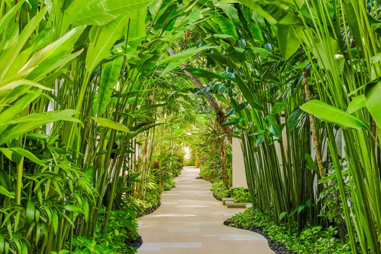 A bamboo-lined path between the villas at Amarterra