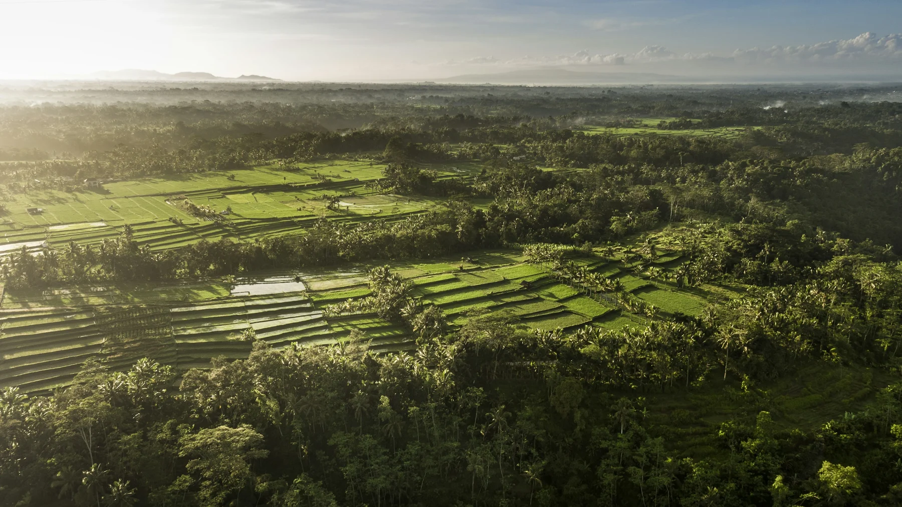 Rice terraces near Ubud at sunrise, deep green after the rains