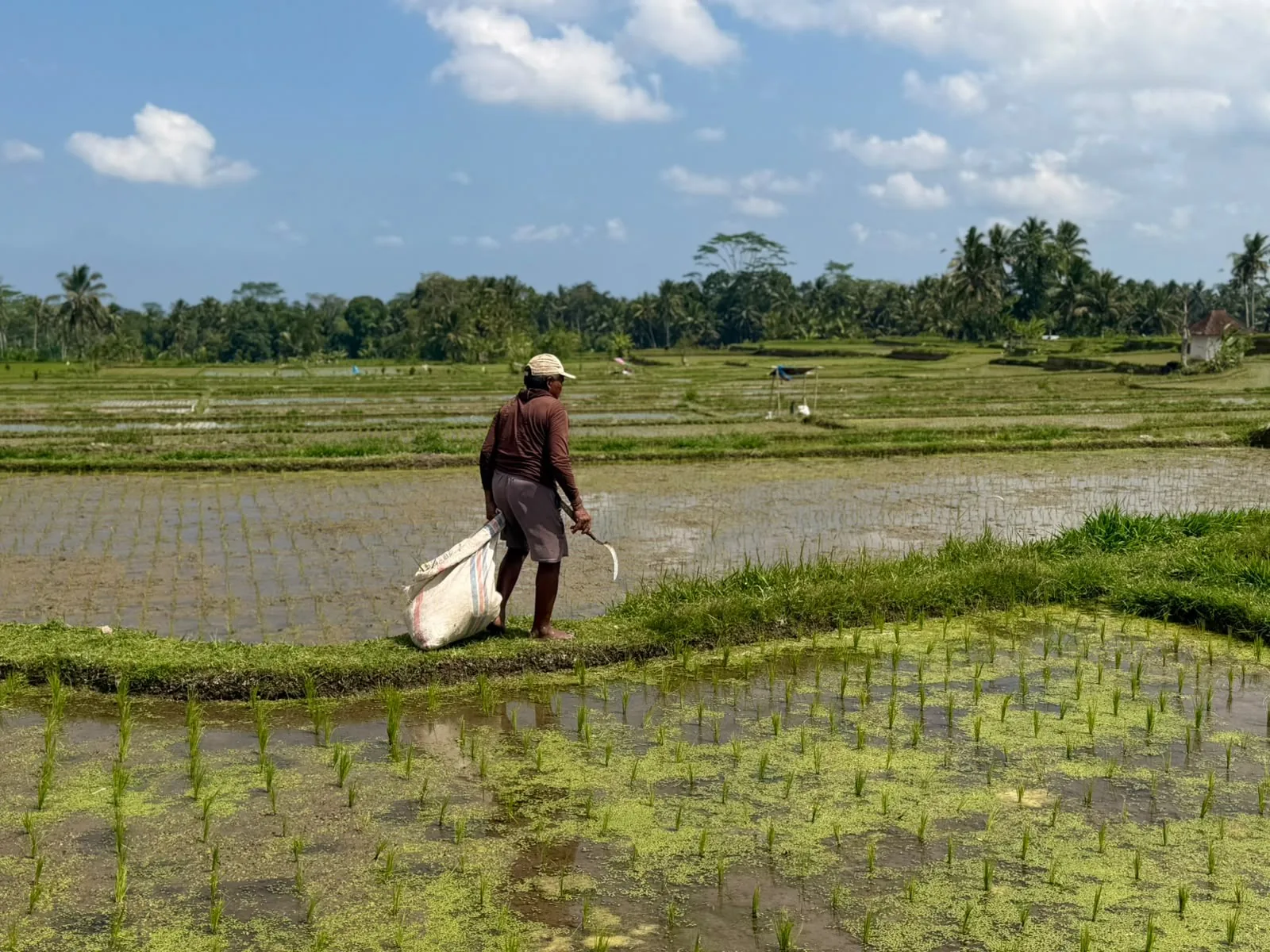 A farmer working the flooded terraces of the subak system