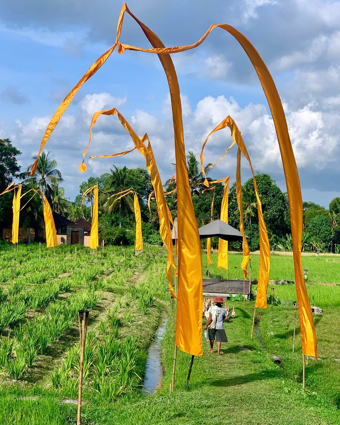 Ceremonial penjor flags above a Bali rice field