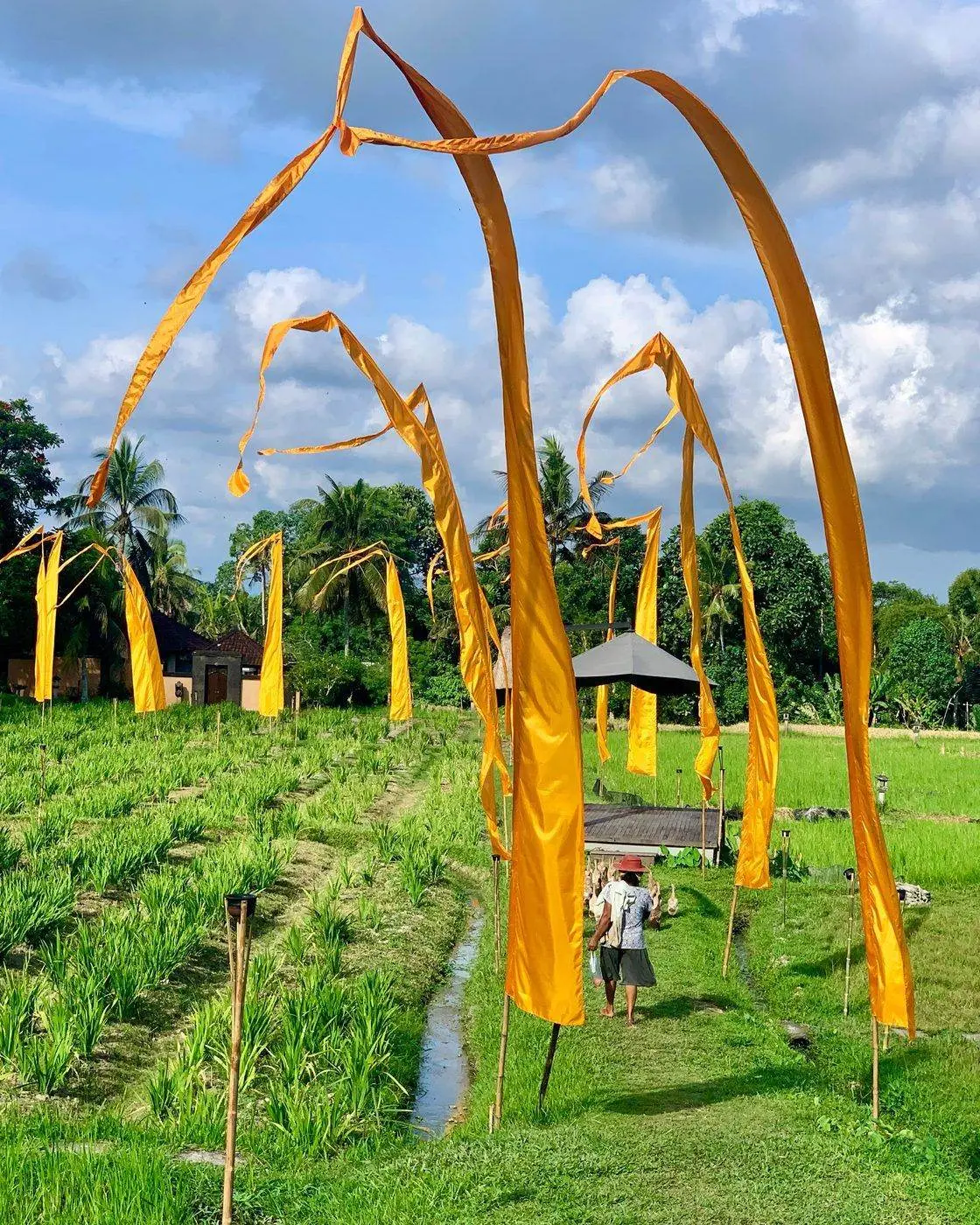 Ceremonial penjor flags above a Bali rice field
