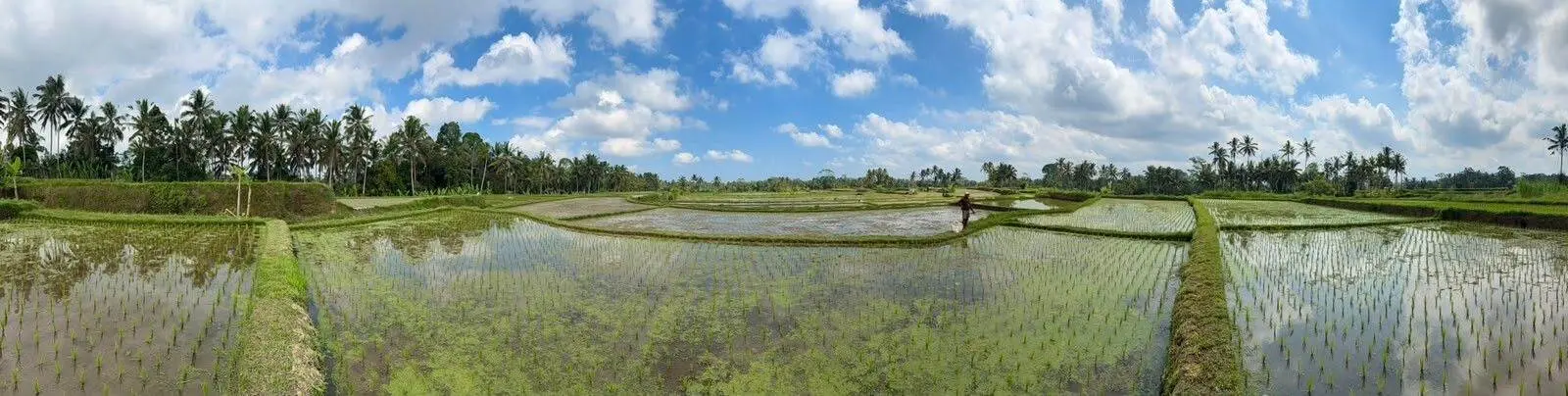 Rice terraces above Ubud