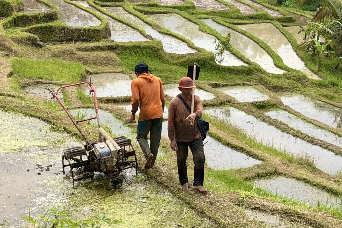 Two farmers working the rice terraces outside Ubud