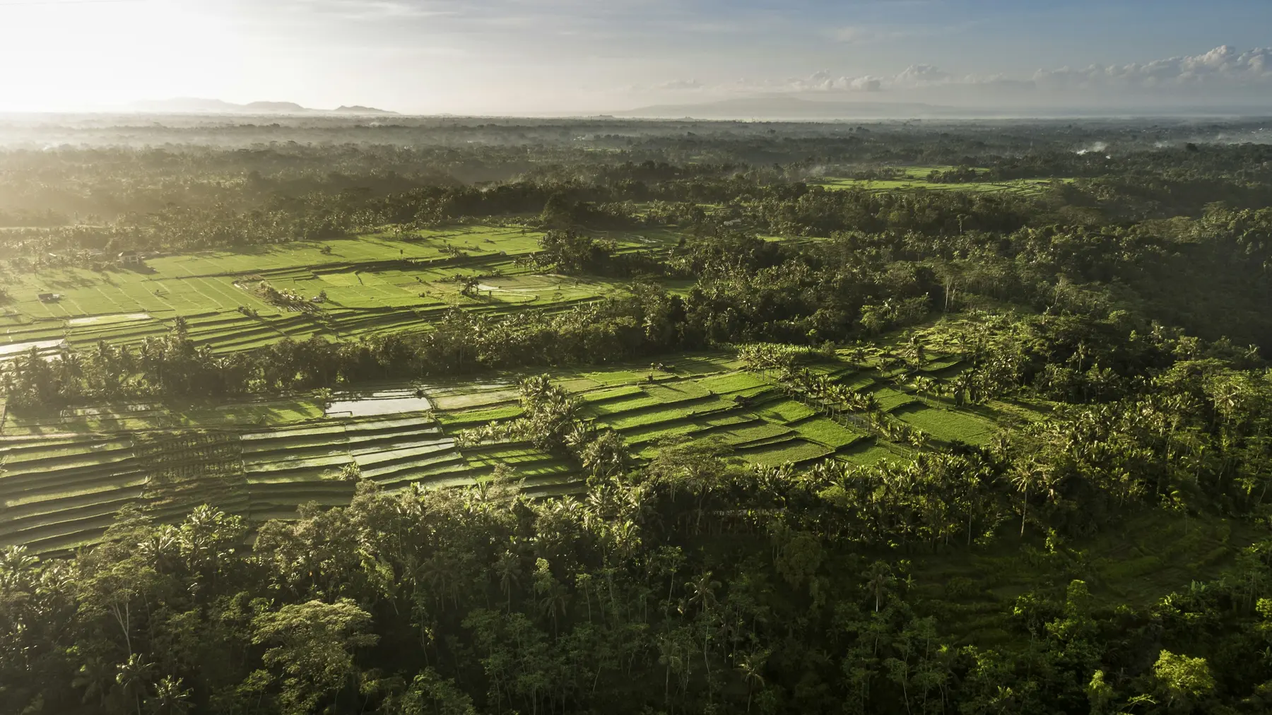 Morning over the rice terraces outside Ubud