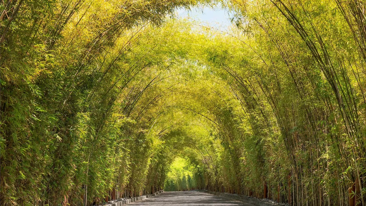 The bamboo-lined driveway into W Bali, Seminyak